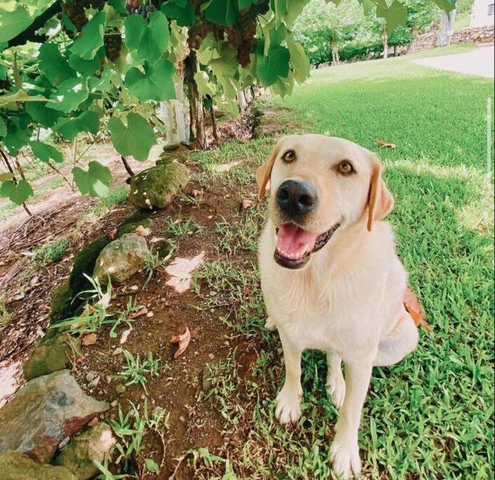 Willa Casa Vigneto Octavio No Vale Dos Vinhedos Bento Gonçalves Zewnętrze zdjęcie