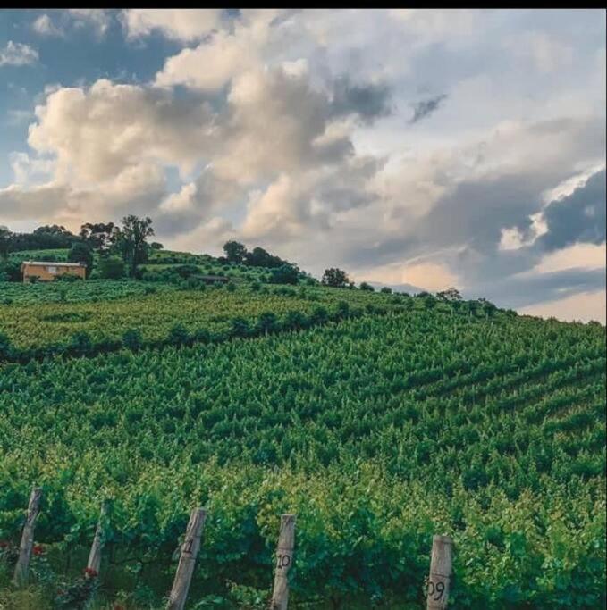 Willa Casa Vigneto Octavio No Vale Dos Vinhedos Bento Gonçalves Zewnętrze zdjęcie