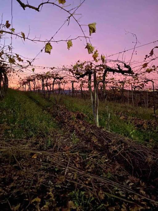 Willa Casa Vigneto Octavio No Vale Dos Vinhedos Bento Gonçalves Zewnętrze zdjęcie